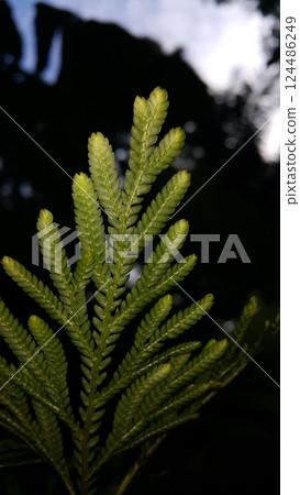 Textured plant leaves background. Photo shot in the forest. 124486249