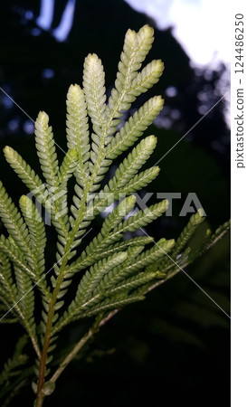 Textured plant leaves background. Photo shot in the forest. 124486250