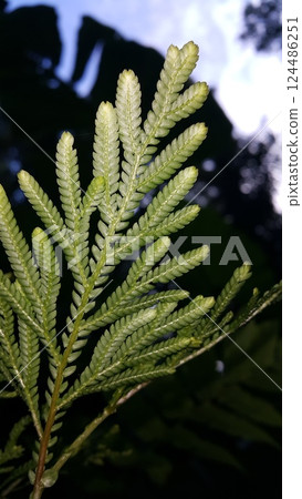 Textured plant leaves background. Photo shot in the forest. 124486251