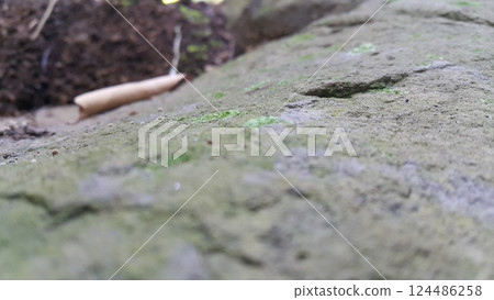 Stone texture photo shot in forest. 124486258