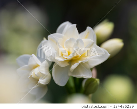 溫柔的重瓣水仙花 124486259