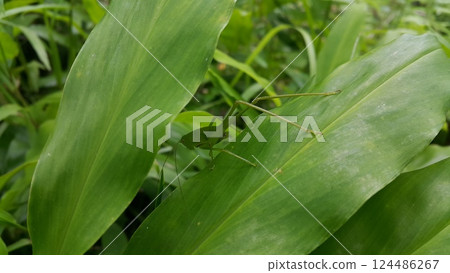 The phaneroptera falcata grasshopper (mecopoda nipponensis) perches on a green plant leaf. Photo shot on the mountain. The phaneroptera falcata grasshopper (mecopoda nipponensis) perches on a green plant leaf. Photo shot on the mountain. 124486267