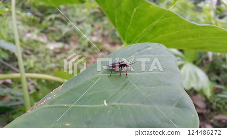 Peirates hybridus is a species of species in the family Reduviidae. Peirates hybridus, Ectomocoris ornatus sightings, Raglius alboacuminatus 124486272