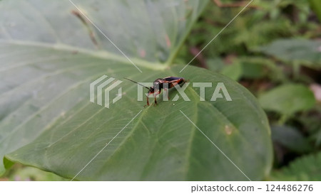 Peirates hybridus is a species of species in the family Reduviidae. Peirates hybridus, Ectomocoris ornatus sightings, Raglius alboacuminatus 124486276