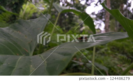 Peirates hybridus is a species of species in the family Reduviidae. Peirates hybridus, Ectomocoris ornatus sightings, Raglius alboacuminatus Peirates hybridus is a species of species in the family Reduviidae. Peirates hybridus, Ectomocoris ornatus sightings, Raglius alboacuminatus 124486279