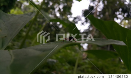 Peirates hybridus is a species of species in the family Reduviidae. Peirates hybridus, Ectomocoris ornatus sightings, Raglius alboacuminatus 124486280