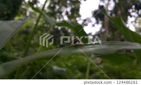 Peirates hybridus is a species of species in the family Reduviidae. Peirates hybridus, Ectomocoris ornatus sightings, Raglius alboacuminatus 124486281