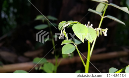 Tiny black spiders hiding on plant leaves. 124486284