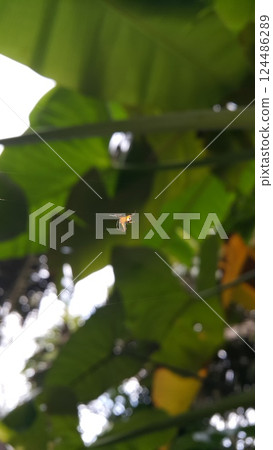 A small orange spider perched on his web. A small orange spider perched on his web. 124486289