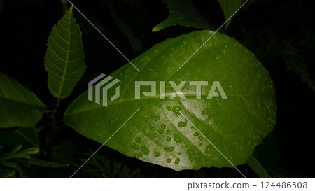 Green leaf with waterdrops after rain. 124486308