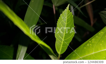 Nature theme backgrounds and wallpapers. 124486309