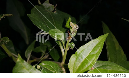 Photo of weaver ants on plants. 124486310