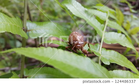 Empty cicada shell on plant leaf 124486337