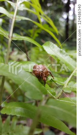 Empty cicada shell on plant leaf Empty cicada shell on plant leaf 124486340