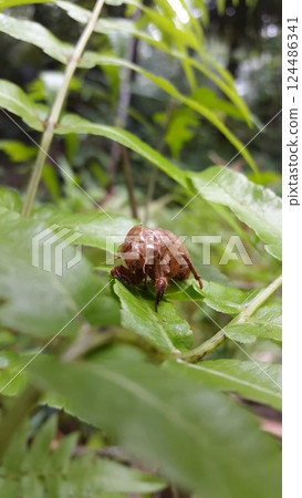 Empty cicada shell on plant leaf Empty cicada shell on plant leaf 124486341