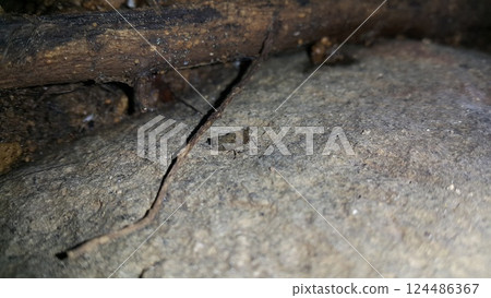 Brown grasshopper on the rock. The grasshopper is still small. Brown grasshopper on the rock. The grasshopper is still small. 124486367