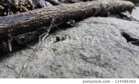 Brown grasshopper on the rock. The grasshopper is still small. Brown grasshopper on the rock. The grasshopper is still small. 124486368