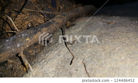 Brown grasshopper on the rock. The grasshopper is still small. 124486452