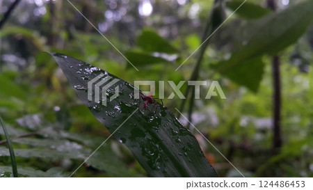The grasshopper Acrida cinerea is still a small brown color on the plants. Photo shot on the mountain. 124486453