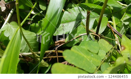 Salticus sceneryus or spider jumping on the leaves. Salticus sceneryus or spider jumping on the leaves. 124486455
