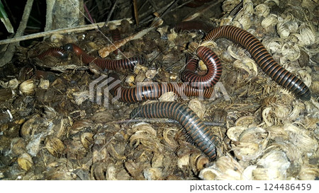 Millipedes (Millipedes) Animals Millipedes, luing, wuling or millipede are arthropods that have two pairs of legs per segment. Photo shot in the forest. 124486459