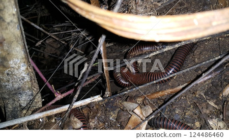 Millipedes (Millipedes) Animals Millipedes, luing, wuling or millipede are arthropods that have two pairs of legs per segment. Photo shot in the forest. 124486460