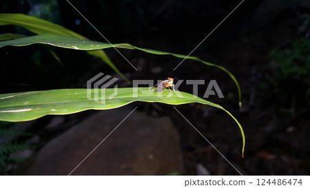 Lonely Signal fly (Scholastes cinctus) with red and white striped eyes crawling on a green leaf. Photo Shot in the forest. Lonely Signal fly (Scholastes cinctus) with red and white striped eyes crawling on a green leaf. Photo Shot in the forest. 124486474