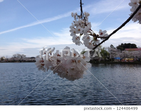 櫻花和湖泊 124486499
