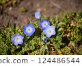 開花在春天花壇的 Nemophila 124486544