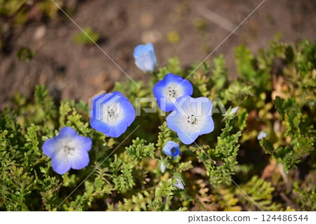 開花在春天花壇的 Nemophila 124486544
