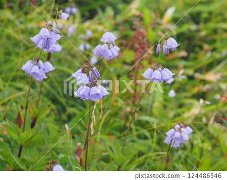 八方尾根的白山寫真 124486546