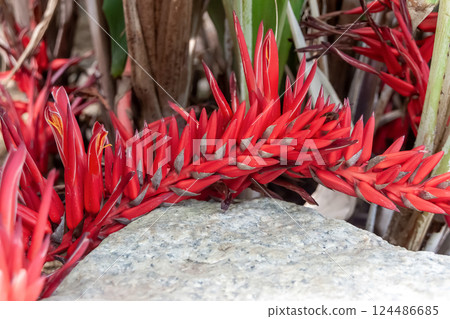 Haran bromeliad with coral-like leaves Haran bromeliad with coral-like leaves 124486685
