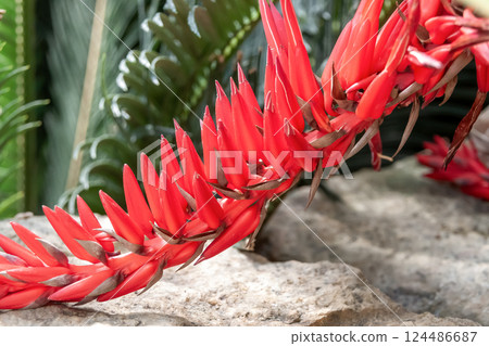 Haran bromeliad with coral-like leaves 124486687