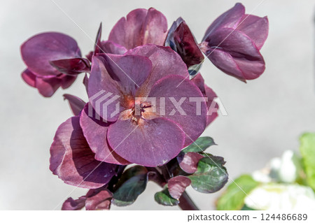Christmas Rose (Pink Frost) [Ranunculaceae] 124486689