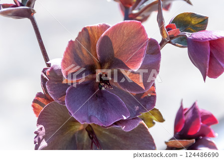 Christmas Rose (Pink Frost) [Ranunculaceae] 124486690