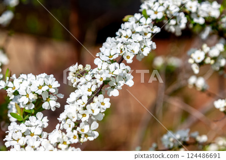 The spiracle willow, also known as Kogomebana (Snow Willow) 124486691