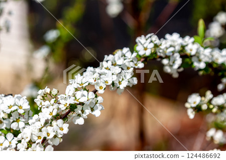 The spiracle willow, also known as Kogomebana (Snow Willow) 124486692
