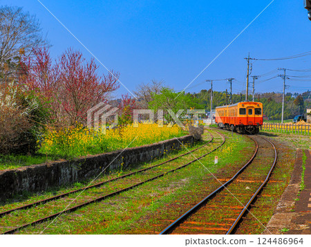 Spring rape blossoms at Kominato Railway Kazusatsurumai Station Spring rape blossoms at Kominato Railway Kazusatsurumai Station 124486964