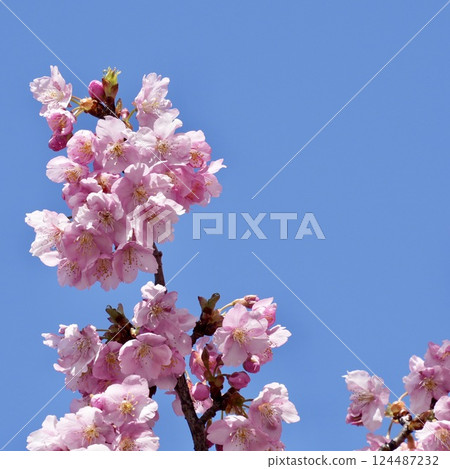 Beautiful cherry blossoms against the blue sky - close-up Beautiful cherry blossoms against the blue sky - close-up 124487232