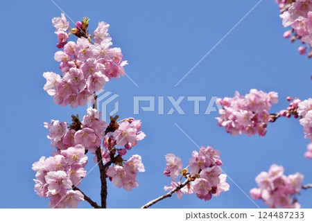 Beautiful cherry blossoms against the blue sky - close-up Beautiful cherry blossoms against the blue sky - close-up 124487233
