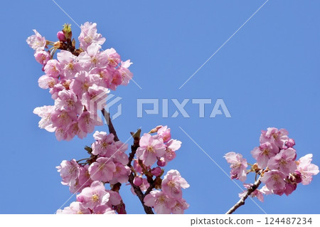 Beautiful cherry blossoms against the blue sky - close-up Beautiful cherry blossoms against the blue sky - close-up 124487234