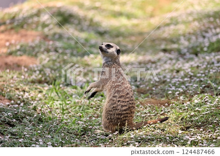 Meerkat standing and looking back 124487466