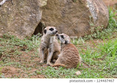 Two meerkats cuddling Two meerkats cuddling 124487467