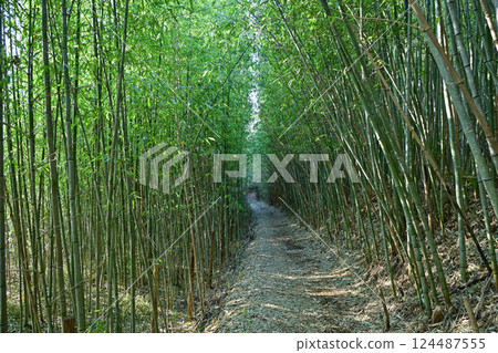 Kamakurayama Bamboo Forest 124487555