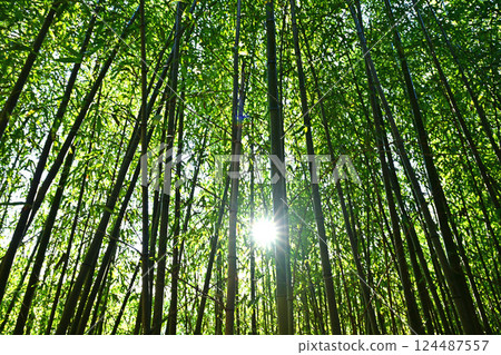 Bamboo grove light 124487557