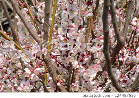 盛開的白梅 124487656