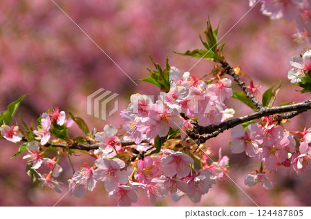 埼玉縣深谷市半之森公園美麗的河津櫻花 124487805