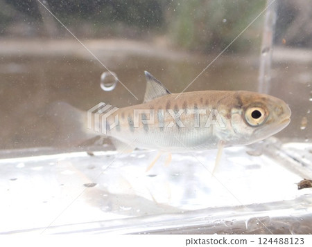鮭魚幼魚 124488123