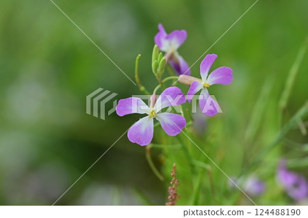 Japanese radish 124488190
