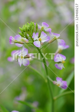 Japanese radish Japanese radish 124488217